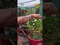 सुंदर होने से प्रेम नहीं होता😌#gardening #jasmine flower#thought #motivational line#yt short#yt reel