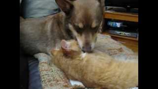 Dewey the dog and Purrcy the Cat clean each other