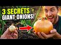 Your Onions Will LOVE This! 3 Secrets to Grow HUGE Onion Bulbs Every Time