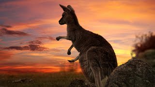 15 Unique Kangaroo Habits in the Wild That You Rarely Know