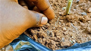 If your tomato plant does this, STOP WATERING immediately!