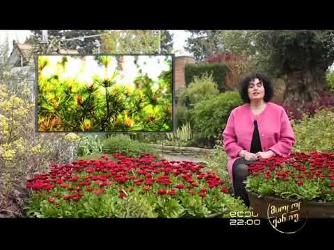 მაია რუხაძე - ალერგოლოგი