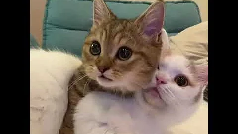 Video 4846421: baby munchkin, cute cat play fighting, cat cute funny