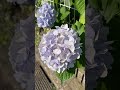 #アジサイ #紫陽花 #hydrangea #さいたま市緑区 2026. 6.16