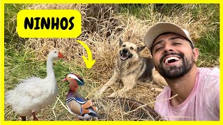 Arrumando Ninho para as Aves - Atropelaram Minha Galinha - O Pato Sumiu | Gutejando