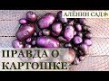 ПРАВДА о ЛЕЧЕБНОЙ фиолетовой картошке и мой опыт её выращивания