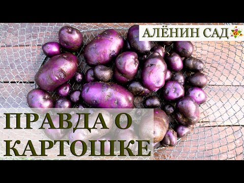 ПРАВДА о ЛЕЧЕБНОЙ фиолетовой картошке и мой опыт её выращивания