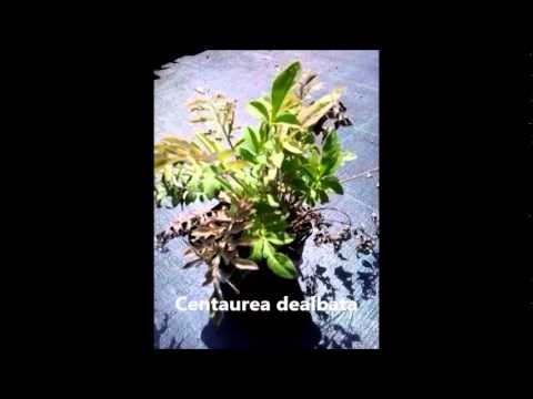 Video: Er centaurea montana-hjort modstandsdygtig?