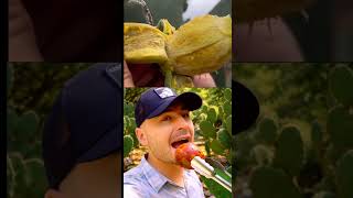 Corre hacia un cactus y se lo come: la verdad sobre la fruta comestible del cactus