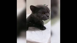 Cat's Reaction To BathingWhy Cats Hate To Bathe? | cat fnny video