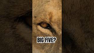 Big Five ≠ Größe – Was du nicht wusstest #tiere #Afrika #doku