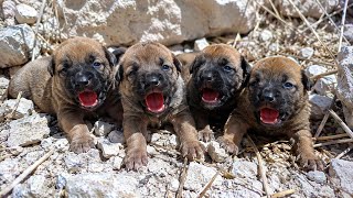 ​I Heard Crying in the Bushes... 😭 Miraculous Rescue of Newborn Puppies Saved Just in Time! 🙏🐶