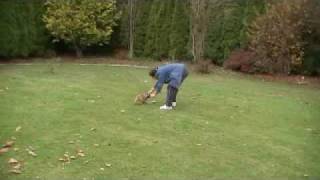 flyball puppy 3