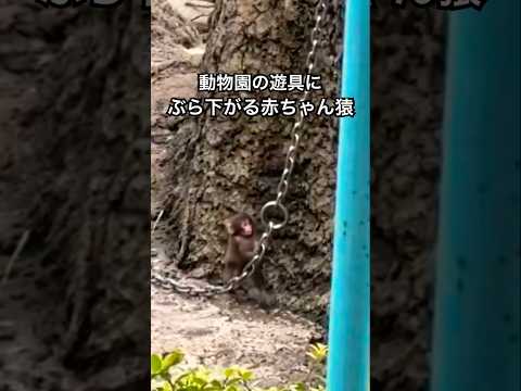 動物園の遊具にぶら下がる赤ちゃん猿