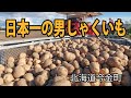 今金男爵　いまかね男しゃく　日本一のじゃがいも　ブランドいも
