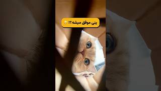 در تلاش برای کشف و ضبطِ خوراکی😁 #cat #kitten #cutecat #funnycats #catvideos #catshorts #catvideo