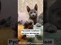 Русские голубые котята питомник Ruzara #reels #russianblue #русскиеголубыекотята #animalreels