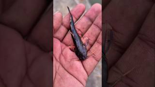 duniya ki Khatarnak Machhali #fishing #fish #freshwaterfish #viral