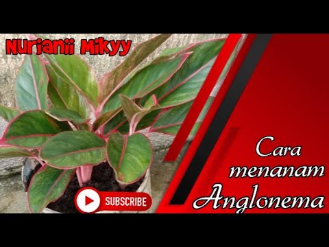 Cara menanam bunga Anglonema Nurianii Mikyy YouTube