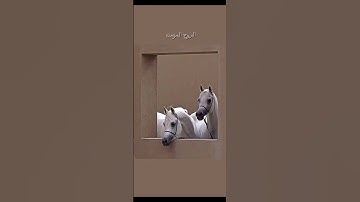 {وَكُلُّهُمْ آتِيهِ يَوْمَ الْقِيَامَةِ فَرْدًا}||من سورة مريم ||القارئ عبدالرحمن مسعد 🏃🏻‍♂️🎧
