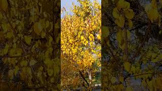 золота осінь#осінь#autumn #жовтень#october #полісся #погост
