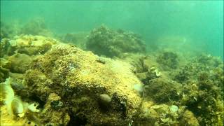 Download Lagu Fazana 2014 MP3