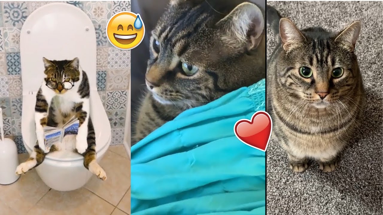 New compilation funny, cute cats moments in tiktok 2020 