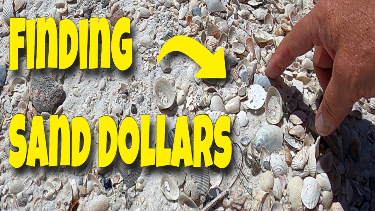 How to clean sand dollars. Bleaching and sealing your sand dollar  treasures. 