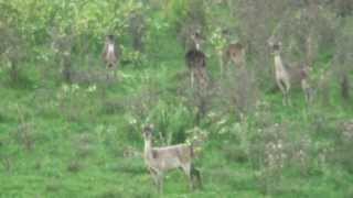 Fallow Rusa Deer Mixed Breed