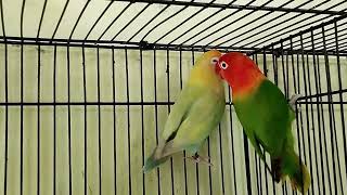 Beautiful Parits Talking Parit Interesting Facts