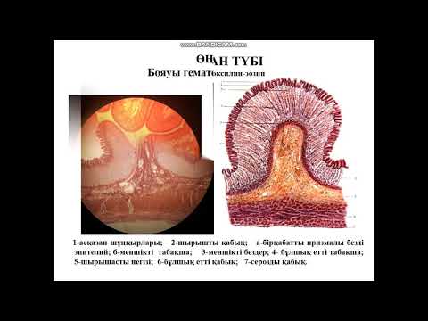 Бейне: Лимфоидты фолликулдар қайда орналасқан?