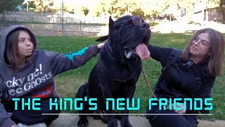 CANE CORSO / GIANT KING AND HIS FRIENDS @YouTube