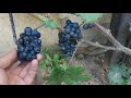 Обзор виноградника в Минске на середину августа 2021