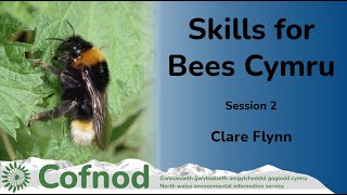 Skills for Bees Cymru, Bumblebee Identification (Part 2)