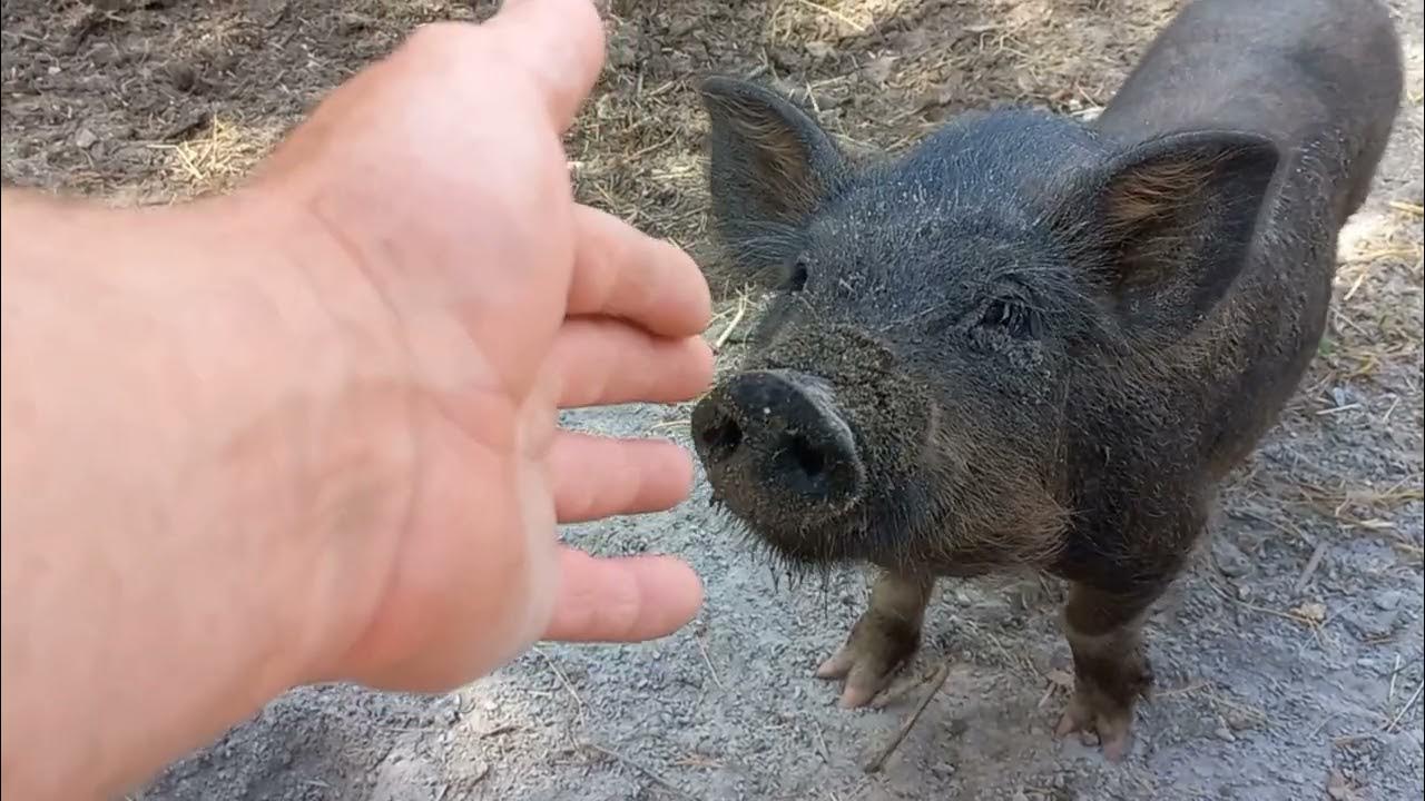 Дикі свині🐗 і домашні 🐷 в одній загорожі🧱 - YouTube