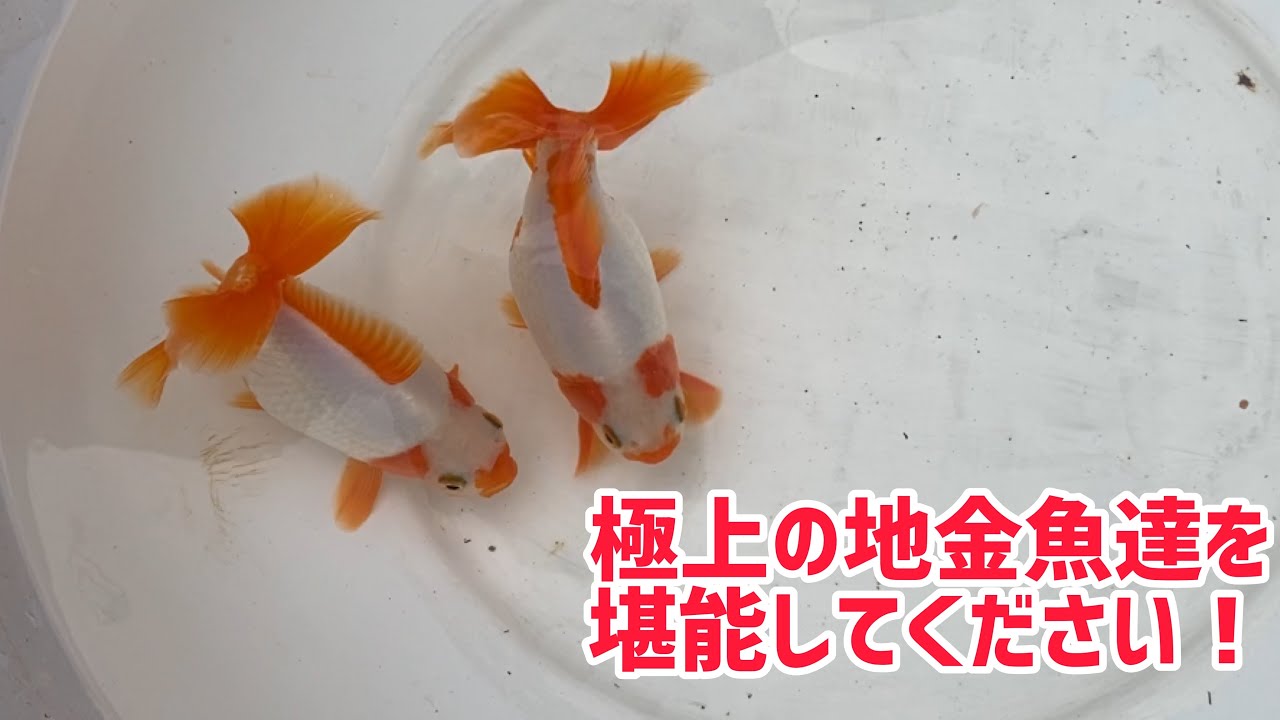 大阪らんちゅう 金魚の起こし方 冬眠明け 五大地金魚の飼い方vol 1 Youtube