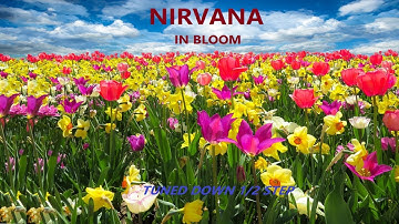 Nirvana - In Bloom - Tune Down 1/2 Step (Eb/D# Tuning)