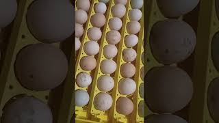 Poradnik obslugi inkubatora na 56 jaj kurzych