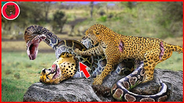 30 Moments When Leopards Fight Giant Pythons To Save You, What Happens Next | Leopard vs Python