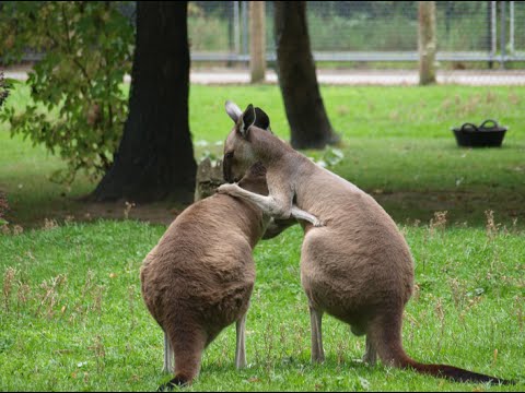 Visiting Animals in Chester Zoo | Cheshire | The United Kingdom 2015