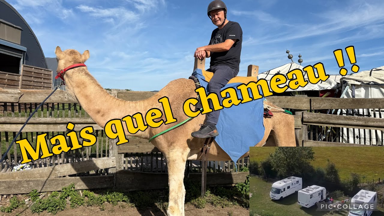 #168  Le camping car au milieu des chameaux pour un moment hors du temps à la Camelerie de Feignies