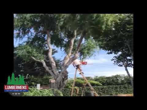 Falling of a ladder cutting a tree