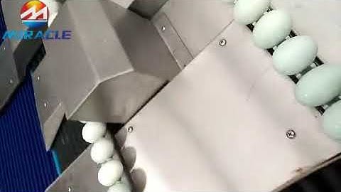 Grade 30000 eggs just in 1 hour, Egg electronic grading machine