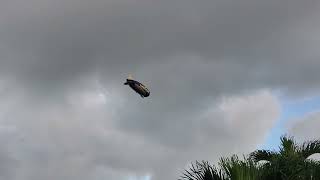 Goodyear blimp flyover and pass through flight path of FLL. Cool to see a giant balloon controld fly