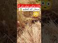 شاهد فلاح يعثر على طائر الحجل وسط حقل القمح mp3