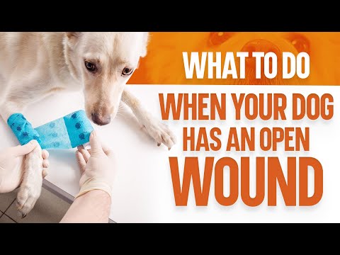 What to Do When Your Dog Has an Open Wound