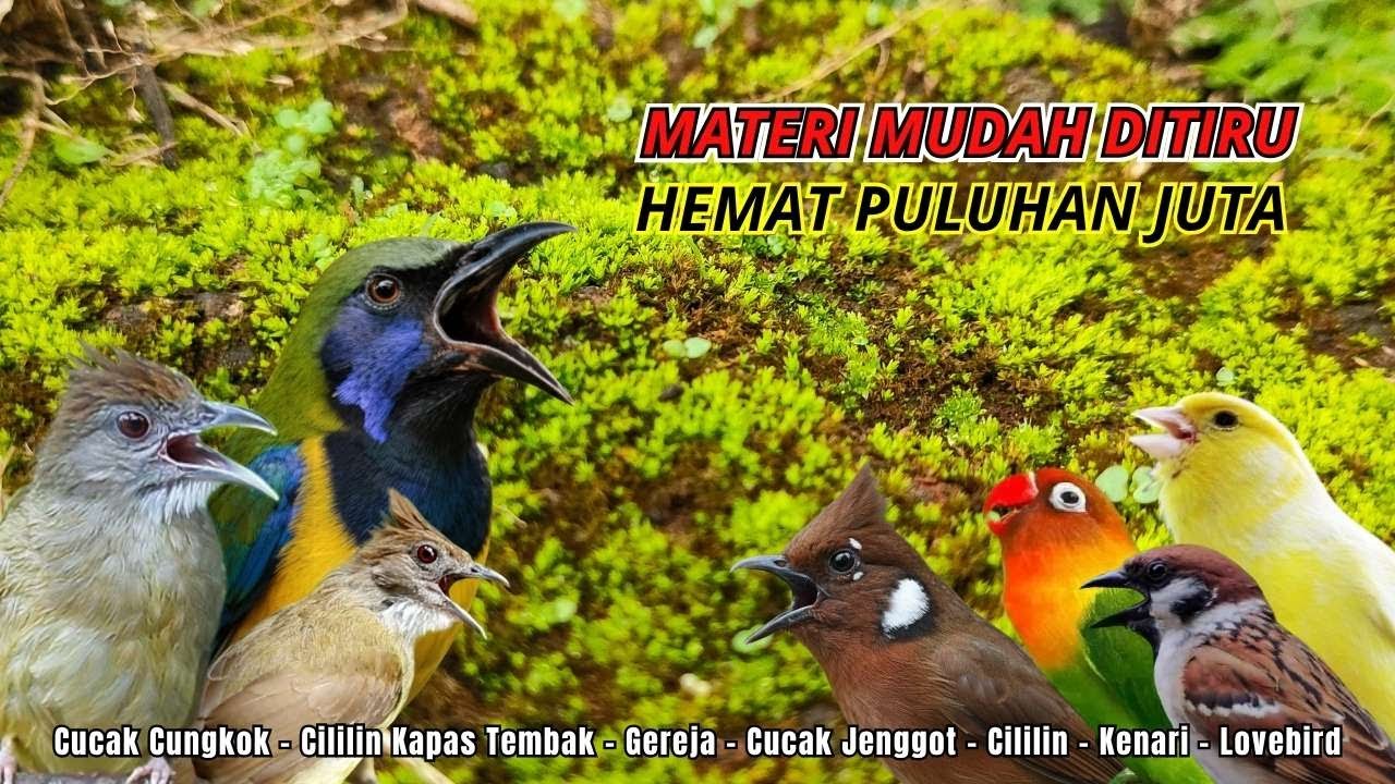 MASTERAN AMPUH MUDAH DITIRU UNTUK BURUNG FIGHTER - 24 JAM NONSTOP