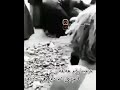 خزمینا بوم هل کنن قبره له دوری شاروه خزمینا بوم هل کنن قبره له دوری شاروه