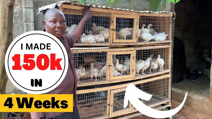 How I Made N150,000 in 4 Weeks Raising 200 Broilers