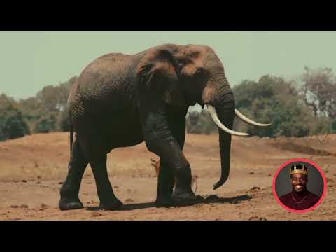 Sauti Za Mara The Maasai Mara Song